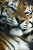 Tiger Close-Up Journal - 150 Page Lined Notebook/Diary (Paperback) - Cool Image Photo