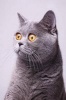 Gray British Shorthair Cat Perks Up - OOPS Spell It Grey Journal - 150 Page Lined Notebook/Diary (Paperback) - Cool Image Photo