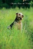 Airedale Terrier 4th Notebook Record Journal, Diary, Special Memories, to Do List, Academic Notepad, and Much More (Paperback) - Breeds of Beauty Photo