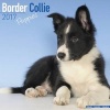 Border Collie Puppies Calendar 2017 (Paperback) - Avonside Publishing Ltd Photo