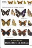 Guide to the Butterflies of Britain (Sheet map, folded) - John Bebbington Photo