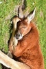 A Napping Red Kangaroo, for the Love of Australia - Blank 150 Page Lined Journal for Your Thoughts, Ideas, and Inspiration (Paperback) - Unique Journal Photo