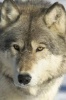 Gray Wolf (Canis Lupus) in a Winter Coat Portrait Journal - 150 Page Lined Notebook/Diary (Paperback) - Cs Creations Photo