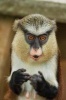 Say Hello to the Monkey Journal - 150 Page Lined Notebook/Diary (Paperback) - Cool Image Photo