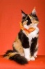 Calico Maine Coon Cat Journal - 150 Page Lined Notebook/Diary (Paperback) - Cool Image Photo