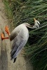 Bar Headed Goose on the Road - Blank 150 Page Lined Journal for Your Thoughts, Ideas, and Inspiration (Paperback) - Unique Journal Photo