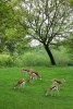 Antelopes in a Green Field - Blank 150 Page Lined Journal for Your Thoughts, Ideas, and Inspiration (Paperback) - Unique Journal Photo