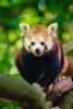 A Cute Red Panda Playing in a Tree - Blank 150 Page Lined Journal for Your Thoughts, Ideas, and Inspiration (Paperback) - Unique Journal Photo