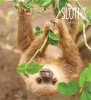 Sloths (Hardcover) - Melissa Gish Photo