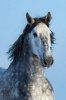 Gorgeous Gray Andalusian Spanish Horse Journal - 150 Page Lined Notebook/Diary (Paperback) - Cs Creations Photo