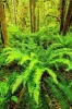 Lush Green Ferns Growing in a Pacific Northwest Forest Journal - 150 Page Lined Notebook/Diary (Paperback) - Cs Creations Photo