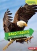 Bald Eagles - Prey-Snatching Birds (Paperback) - Laura Hamilton Waxman Photo