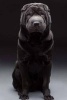 A Beautiful Black Shar Pei Dog Journal - 150 Page Lined Notebook/Diary (Paperback) - Cs Creations Photo