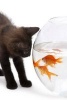 A Black Kitten Investigating a Goldfish - Blank 150 Page Lined Journal for Your Thoughts, Ideas, and Inspiration (Paperback) - Unique Journal Photo