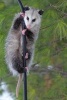 Possum on a Pole Journal - 150 Page Lined Notebook/Diary (Paperback) - Cool Image Photo