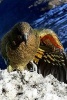 Kea Parrot in New Zealand, Birds of the World - Blank 150 Page Lined Journal for Your Thoughts, Ideas, and Inspiration (Paperback) - Unique Journal Photo