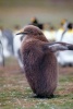 Adorable Fuzzy Brown Juvenile King Penguin Journal - 150 Page Lined Notebook/Diary (Paperback) - Cs Creations Photo