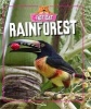 Rainforest (Paperback) - Izzi Howell Photo