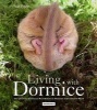 Living with Dormice - The Common Dormouse, Real Rodent or Phantom of the Ancient Wood (Paperback) - Sue Eden Photo