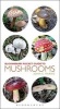 Pocket Guide to Mushrooms (Paperback) - John C Harris Photo