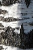 A Close Up View of the Bark of a Birch Tree in the Forest - Blank 150 Page Lined Journal for Your Thoughts, Ideas, and Inspiration (Paperback) - Unique Journal Photo