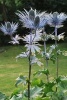 Silver Thistle Highland Flowering Plant in Scotland Journal - 150 Page Lined Notebook/Diary (Paperback) - Cs Creations Photo