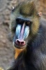 Say Hello to the Mandrill Journal - 150 Page Lined Notebook/Diary (Paperback) - Cool Image Photo