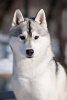 Siberian Husky Dog in Lapland Journal - 150 Page Lined Notebook/Diary (Paperback) - Cs Creations Photo