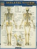 Skeletal System: Advanced (Wallchart) - Vincent Perez Photo