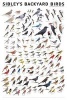 Sibley's Backyard Birds - Eastern North America (Poster) - David Allen Sibley Photo