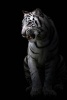 White Bengal Tiger in the Dark Journal - 150 Page Lined Notebook/Diary (Paperback) - Cs Creations Photo