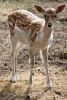 Young Deer in the Meadow Animal Journal - 150 Page Lined Notebook/Diary (Paperback) - Cs Creations Photo