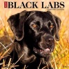 Just Black Labs (Calendar) - Willow Creek Press Photo