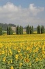 Summer Sunflowers in a Meadow in Tuscany Italy Journal - 150 Page Lined Notebook/Diary (Paperback) - Cs Creations Photo