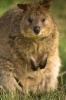 Say Hello to the Quokka Journal - 150 Page Lined Notebook/Diary (Paperback) - Cool Image Photo