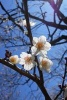 White Plum Blossoms on a Tree Journal - 150 Page Lined Notebook/Diary (Paperback) - Cs Creations Photo