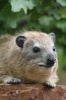 Rock Hyrax Procavia Capensis Serengeti National Park Africa Journal - 150 Page Lined Notebook/Diary (Paperback) - Cs Creations Photo