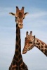 Baringo Giraffe Journal - 150 Page Lined Notebook/Diary (Paperback) - Cool Image Photo