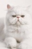 White Persian Cat Seeks Villain for Lap and Petting Journal - 150 Page Lined Notebook/Diary (Paperback) - Cool Image Photo