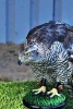 Goshawk Perched on a Post - Blank 150 Page Lined Journal for Your Thoughts, Ideas, and Inspiration (Paperback) - Unique Journal Photo