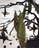 Petah Coyne - Everything That Rises Must Converge (Paperback) - Denise Markonish Photo