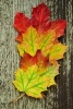 Three Autumn Leaves Displayed to Show the Color - Blank 150 Page Lined Journal for Your Thoughts, Ideas, and Inspiration (Paperback) - Unique Journal Photo