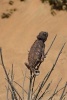 Namaqua Chameleon (Camaeleo Namaquensis) in Namib Desert Journal - 150 Page Lined Notebook/Diary (Paperback) - Cool Image Photo