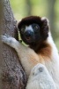 Crowned Sifaka Journal - 150 Page Lined Notebook/Diary (Paperback) - Cool Image Photo