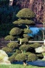 Bonsai Tree in a Japanese Garden Journal - 150 Page Lined Notebook/Diary (Paperback) - Cool Image Photo