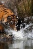 A Siberian Tiger Splashing in the Water - Blank 150 Page Lined Journal for Your Thoughts, Ideas, and Inspiration (Paperback) - Unique Journal Photo