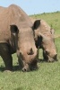 Two Grazing Rhinos African Animal Journal - 150 Page Lined Notebook/Diary (Paperback) - Cs Creations Photo