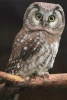 Boreal Owl Perched on a Branch Journal - 150 Page Lined Notebook/Diary (Paperback) - Cool Image Photo