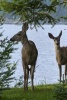 A Pair of Deer by the Lake's Edge - Blank 150 Page Lined Journal for Your Thoughts, Ideas, and Inspiration (Paperback) - Unique Journal Photo