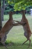 Dancing Deer in the Park - Blank 150 Page Lined Journal for Your Thoughts, Ideas, and Inspiration (Paperback) - Unique Journal Photo